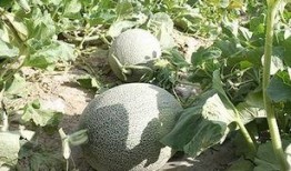 娱乐吃瓜酱紫,吃瓜群众酱紫解读热点事件